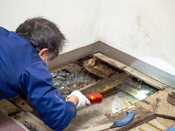Best Fast Mold Removal  in Renton, WA