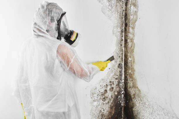 Best Residential Mold Removal  in Renton, WA