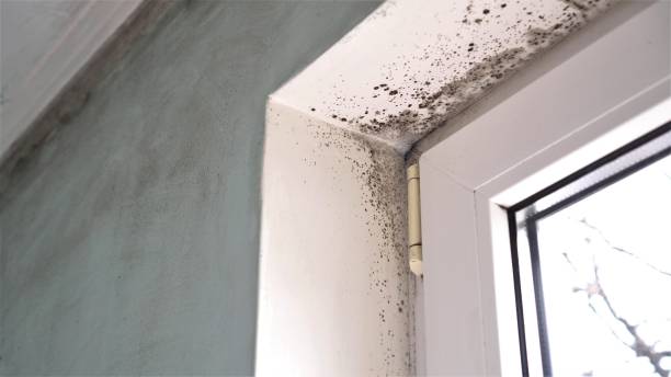 Best Mold Damage Repair  in Renton, WA