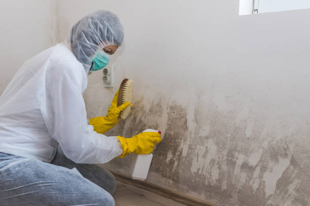 Best Mold Testing  in Renton, WA