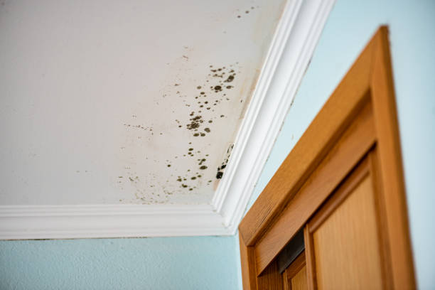 Office Mold Removal Services in Renton, WA
