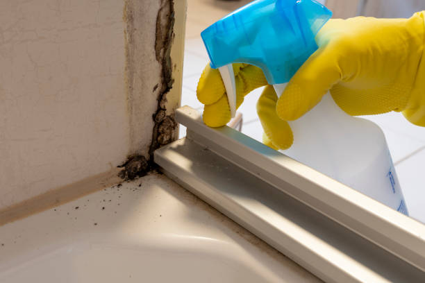 Best Same-Day Mold Removal  in Renton, WA