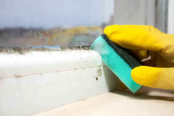 Best Fast Mold Removal  in Renton, WA