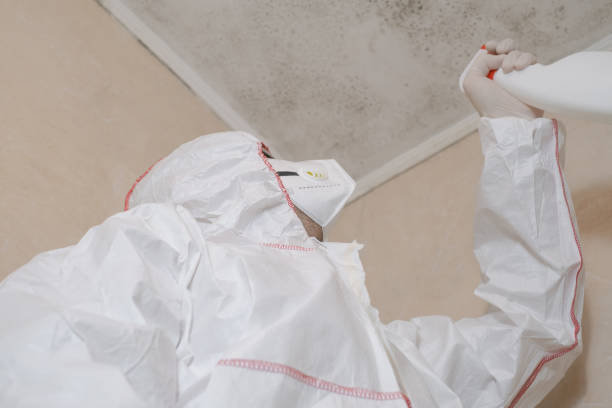 Best Certified Mold Removal  in Renton, WA