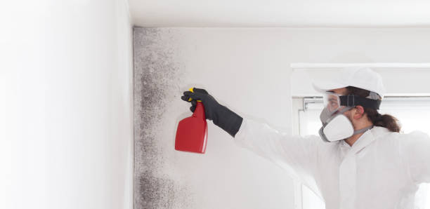 Best Local Mold Removal Service  in Renton, WA