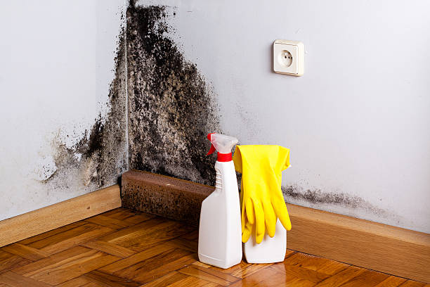 Best Commercial Mold Removal  in Renton, WA